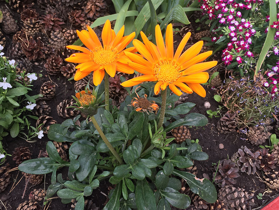 Декабристов, 12