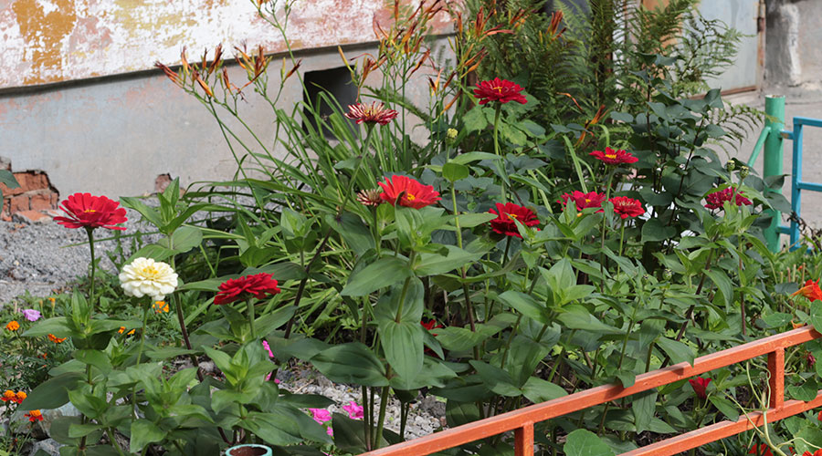 А у нас во дворе. Коммунистическая, 21